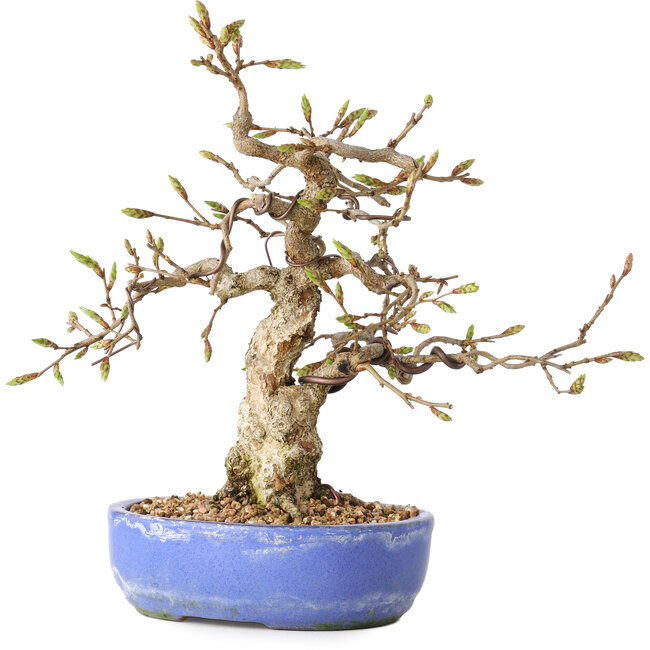 Carpinus coreana, 21 cm, ± 25 años