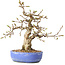 Carpinus coreana, 21 cm, ± 25 jaar oud