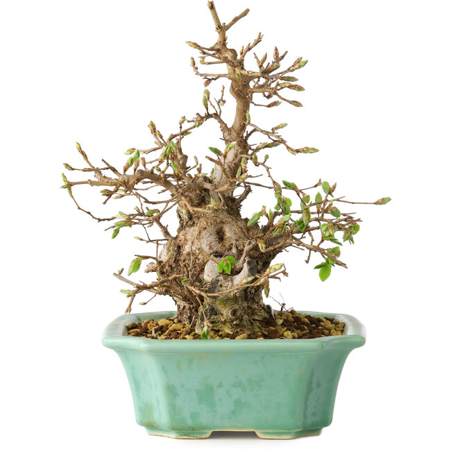 Carpinus coreana, 21 cm, ± 25 jaar oud