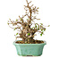 Carpinus coreana, 21 cm, ± 25 Jahre alt