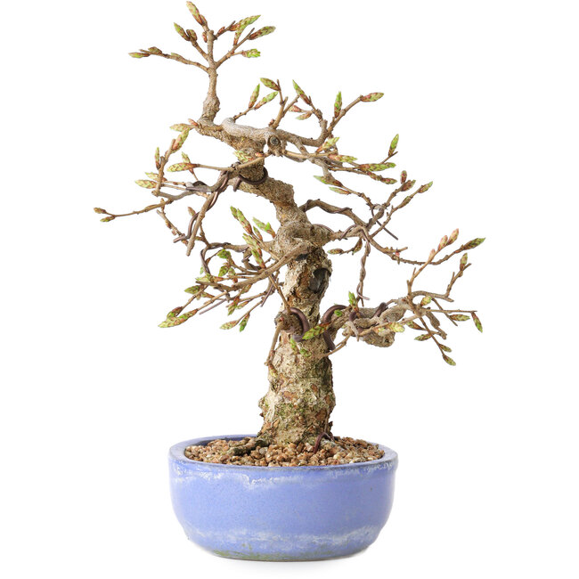 Carpinus coreana, 21 cm, ± 25 ans