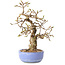 Carpinus coreana, 21 cm, ± 25 jaar oud