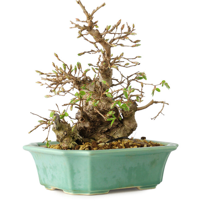Carpinus coreana, 21 cm, ± 25 years old