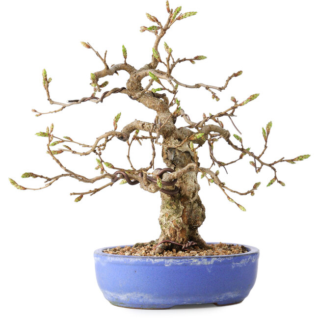 Carpinus coreana, 21 cm, ± 25 years old