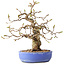 Carpinus coreana, 21 cm, ± 25 jaar oud