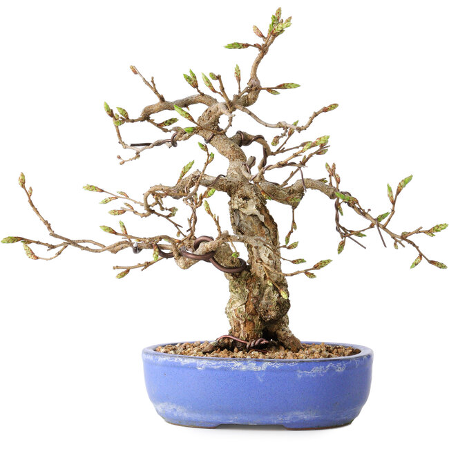 Carpinus coreana, 21 cm, ± 25 anni