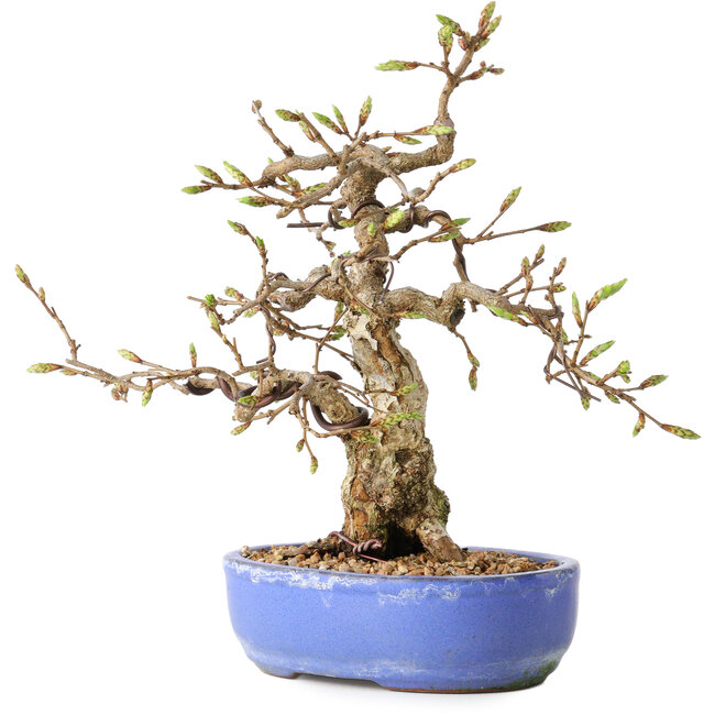 Carpinus coreana, 21 cm, ± 25 years old
