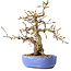 Carpinus coreana, 21 cm, ± 25 jaar oud