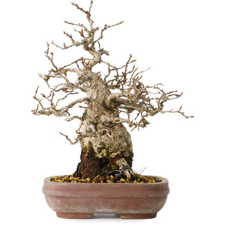 Carpinus coreana, 21 cm, ± 25 jaar oud