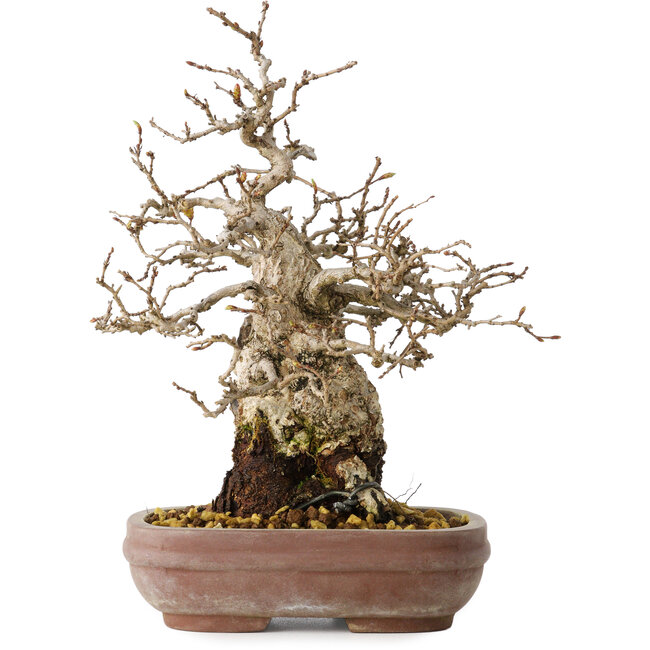 Carpinus coreana, 21 cm, ± 25 Jahre alt