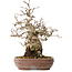 Carpinus coreana, 21 cm, ± 25 Jahre alt