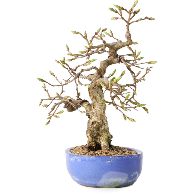 Carpinus coreana, 21 cm, ± 25 anni