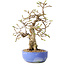 Carpinus coreana, 21 cm, ± 25 jaar oud