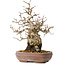 Carpinus coreana, 21 cm, ± 25 Jahre alt