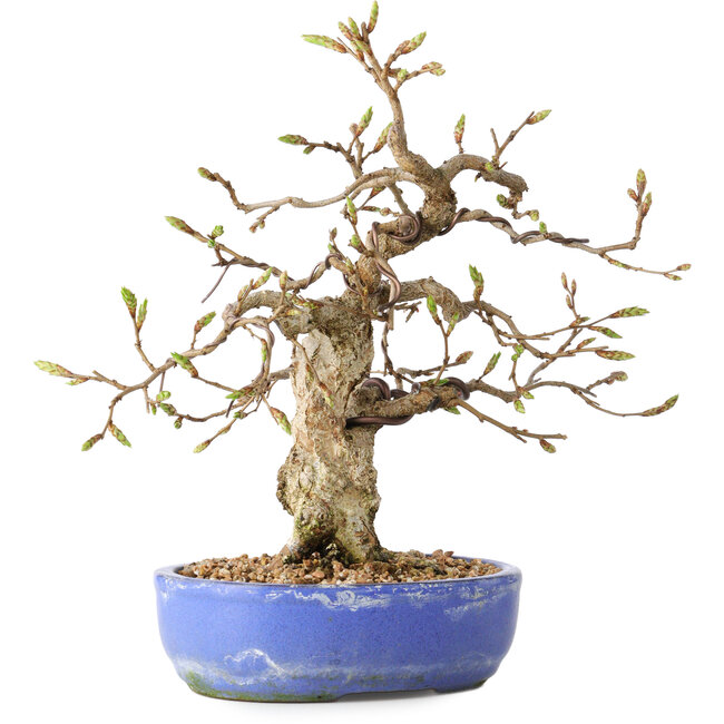 Carpinus coreana, 21 cm, ± 25 ans