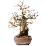 Carpinus coreana, 21 cm, ± 25 Jahre alt