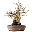 Carpinus coreana, 21 cm, ± 25 Jahre alt