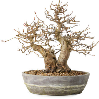 Carpinus coreana, 23 cm, ± 25 jaar oud