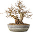 Carpinus coreana, 23 cm, ± 25 Jahre alt