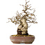 Carpinus coreana, 21 cm, ± 25 Jahre alt
