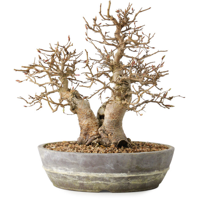 Carpinus coreana, 23 cm, ± 25 anni