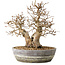 Carpinus coreana, 23 cm, ± 25 Jahre alt