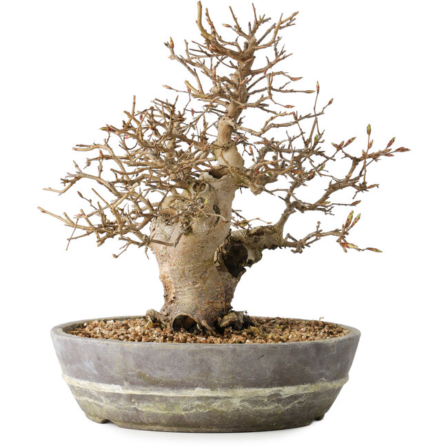 Carpinus coreana, 23 cm, ± 25 ans