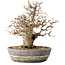 Carpinus coreana, 23 cm, ± 25 jaar oud