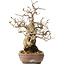Carpinus coreana, 21 cm, ± 25 ans