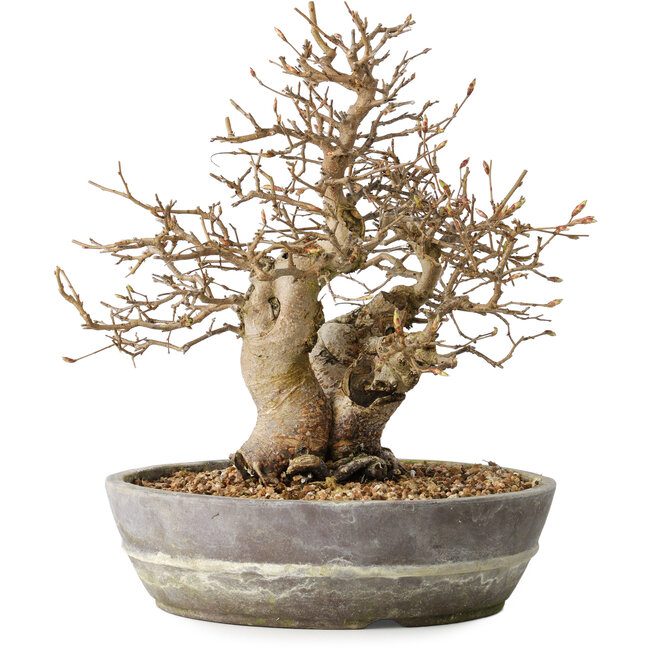 Carpinus coreana, 23 cm, ± 25 Jahre alt