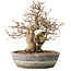 Carpinus coreana, 23 cm, ± 25 jaar oud