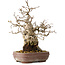 Carpinus coreana, 21 cm, ± 25 Jahre alt