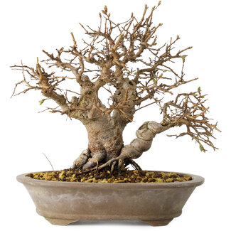 Carpinus coreana, 24 cm, ± 25 jaar oud