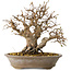 Carpinus coreana, 24 cm, ± 25 Jahre alt