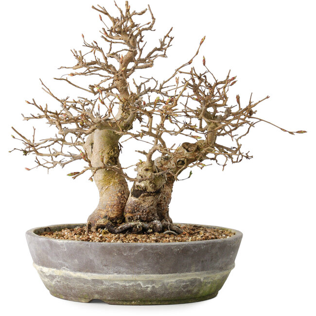 Carpinus coreana, 23 cm, ± 25 jaar oud