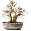 Carpinus coreana, 23 cm, ± 25 jaar oud