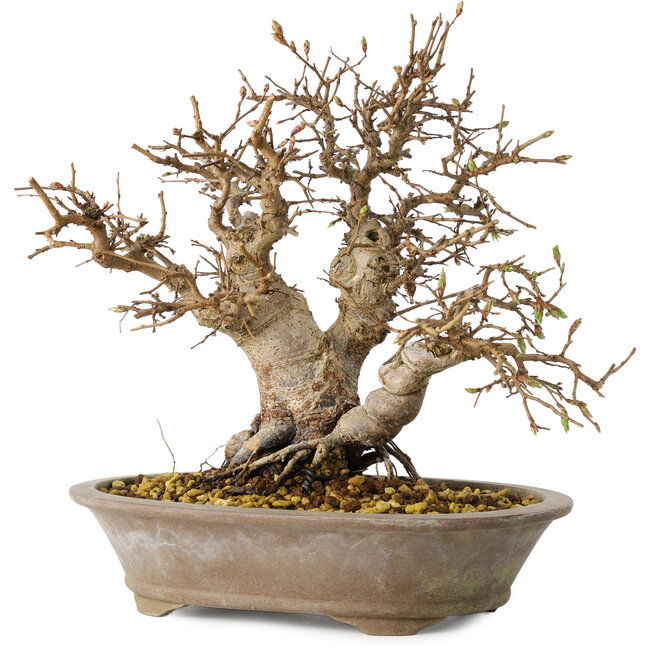 Carpinus coreana, 24 cm, ± 25 Jahre alt
