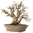 Carpinus coreana, 24 cm, ± 25 jaar oud