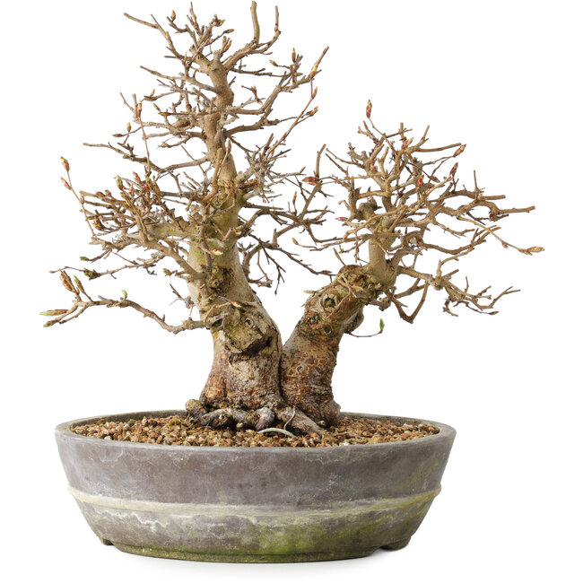 Carpinus coreana, 23 cm, ± 25 Jahre alt