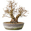 Carpinus coreana, 23 cm, ± 25 ans