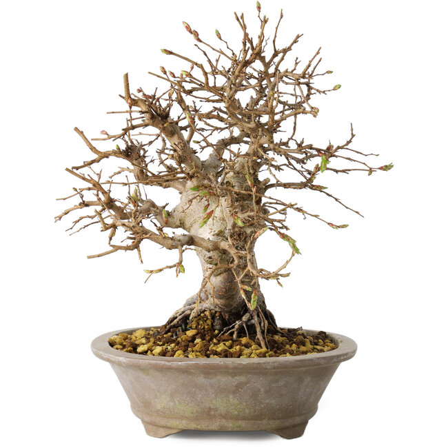 Carpinus coreana, 24 cm, ± 25 years old