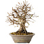 Carpinus coreana, 24 cm, ± 25 jaar oud