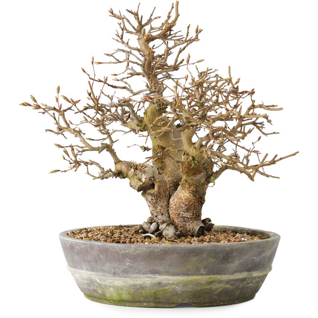 Carpinus coreana, 23 cm, ± 25 years old