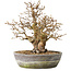 Carpinus coreana, 23 cm, ± 25 jaar oud
