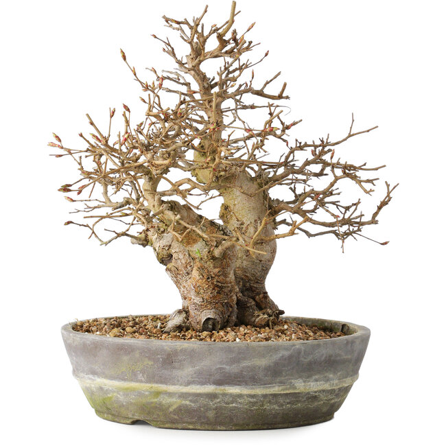 Carpinus coreana, 23 cm, ± 25 years old