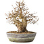 Carpinus coreana, 23 cm, ± 25 jaar oud