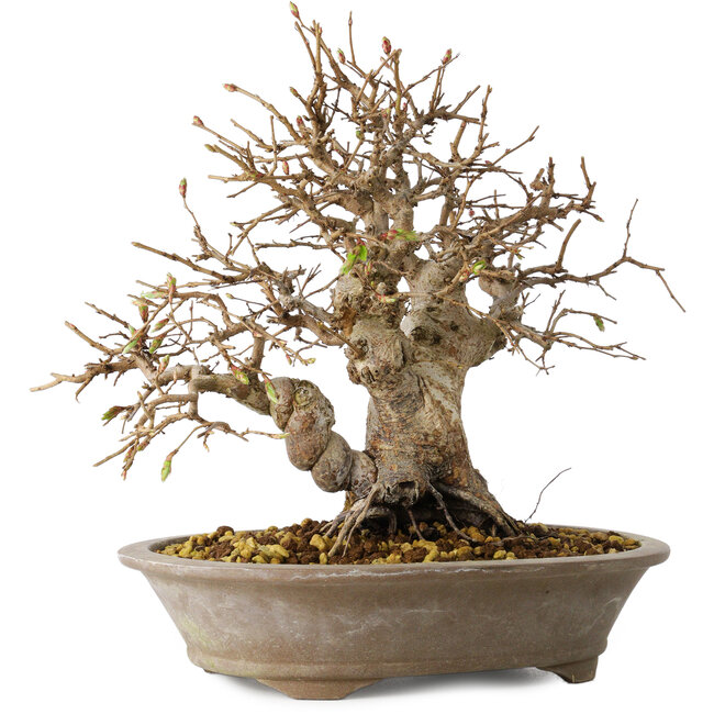 Carpinus coreana, 24 cm, ± 25 jaar oud