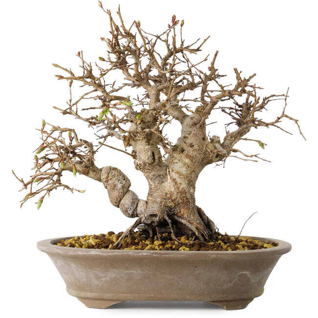 Carpinus coreana, 24 cm, ± 25 years old