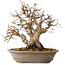 Carpinus coreana, 24 cm, ± 25 jaar oud