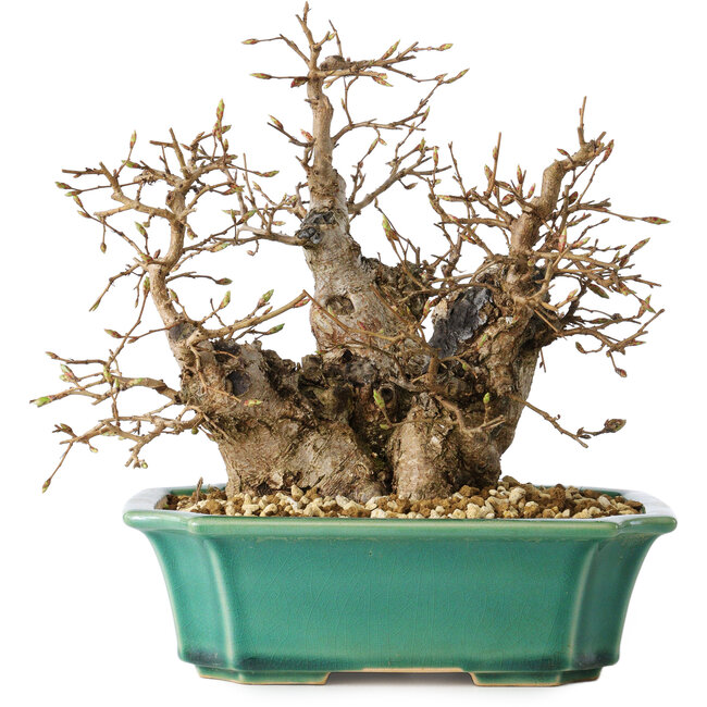Carpinus coreana, 21 cm, ± 25 jaar oud